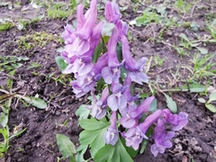 Corydalis solida