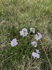 Cardamine pratensis