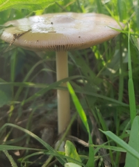 Agaricales