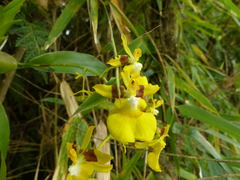 Oncidium cultratum