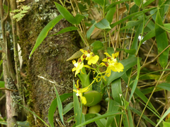 Oncidium cultratum
