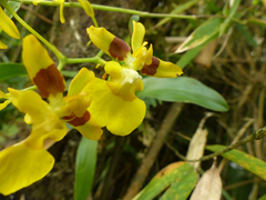 Oncidium cultratum