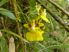 Oncidium cultratum