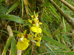 Oncidium cultratum