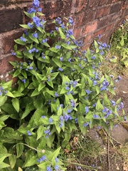 Pentaglottis sempervirens