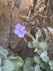 Barleria heterotricha