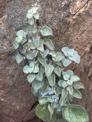 Barleria heterotricha