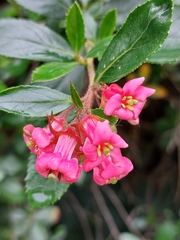 Escallonia