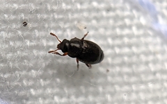 Brachypterus urticae