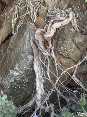 Barleria heterotricha