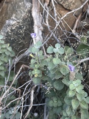 Barleria heterotricha