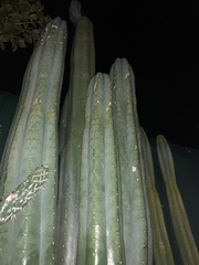 Trichocereus
