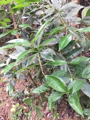 Sarcandra glabra