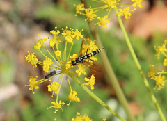 Trachelus flavicornis