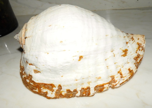 Titanostrombus galeatus