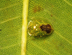 Austropsecadia chlorina