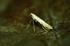 Caloptilia populetorum