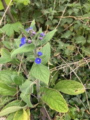 Pentaglottis sempervirens
