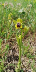 Ophrys lutea