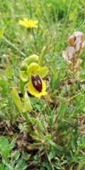 Ophrys lutea
