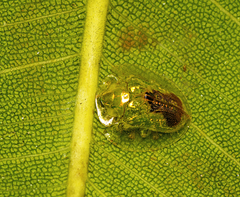 Austropsecadia chlorina