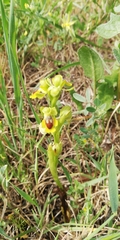 Ophrys lutea