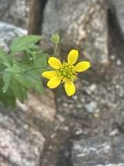 Calostephane divaricata