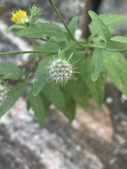 Calostephane divaricata