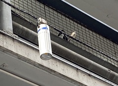 Passer domesticus