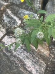 Calostephane divaricata