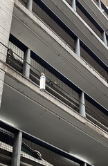 Passer domesticus