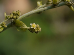 Sidastrum micranthum