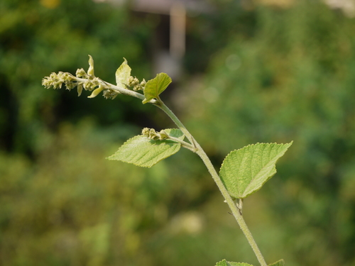 Sidastrum micranthum