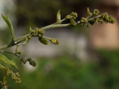 Sidastrum micranthum