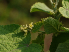 Sidastrum micranthum