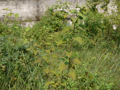 Sidastrum micranthum