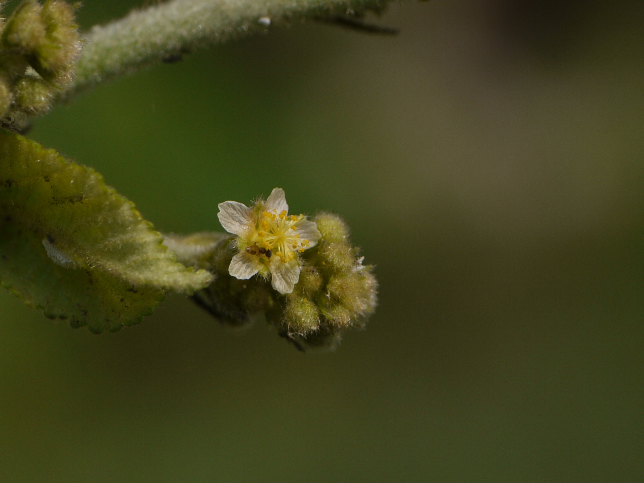 Sidastrum micranthum