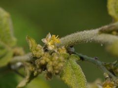 Sidastrum micranthum