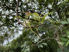 Strophanthus