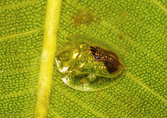 Austropsecadia chlorina