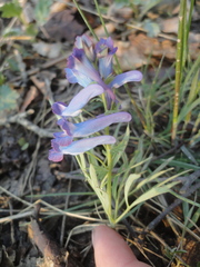 Corydalis turtschaninovii