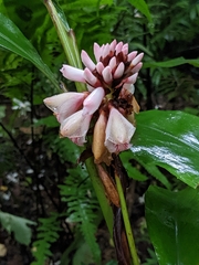 Alpinia shimadae