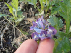 Corydalis turtschaninovii