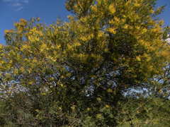 Acacia dealbata
