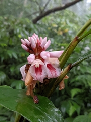 Alpinia shimadae