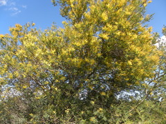 Acacia dealbata