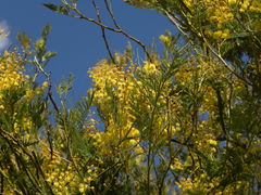 Acacia dealbata