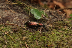 Carabus rutilans