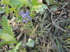 Corydalis turtschaninovii