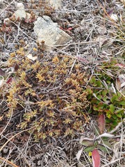 Pimelea notia
